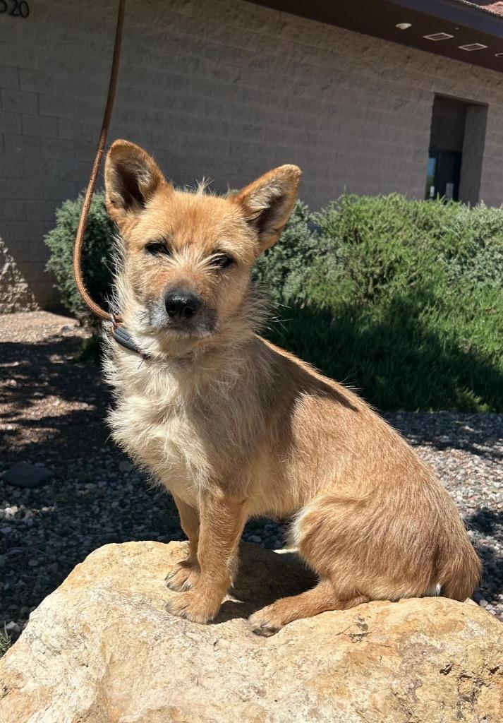 Story, Adoptable, Young Female Terrier.