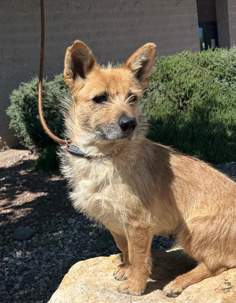 Enlarge Story, a Adoptable mixed breed in Cottonwood, AZ image 2/4