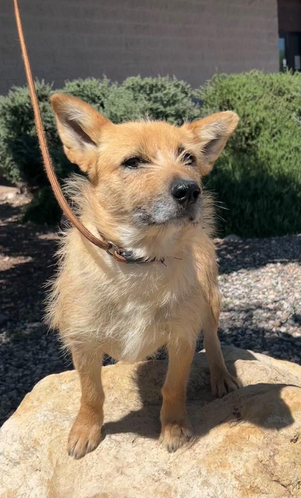 Enlarge Story, a Adoptable mixed breed in Cottonwood, AZ image 3/4