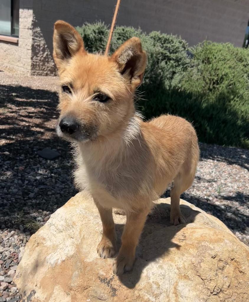 Enlarge Story, a Adoptable mixed breed in Cottonwood, AZ image 4/4