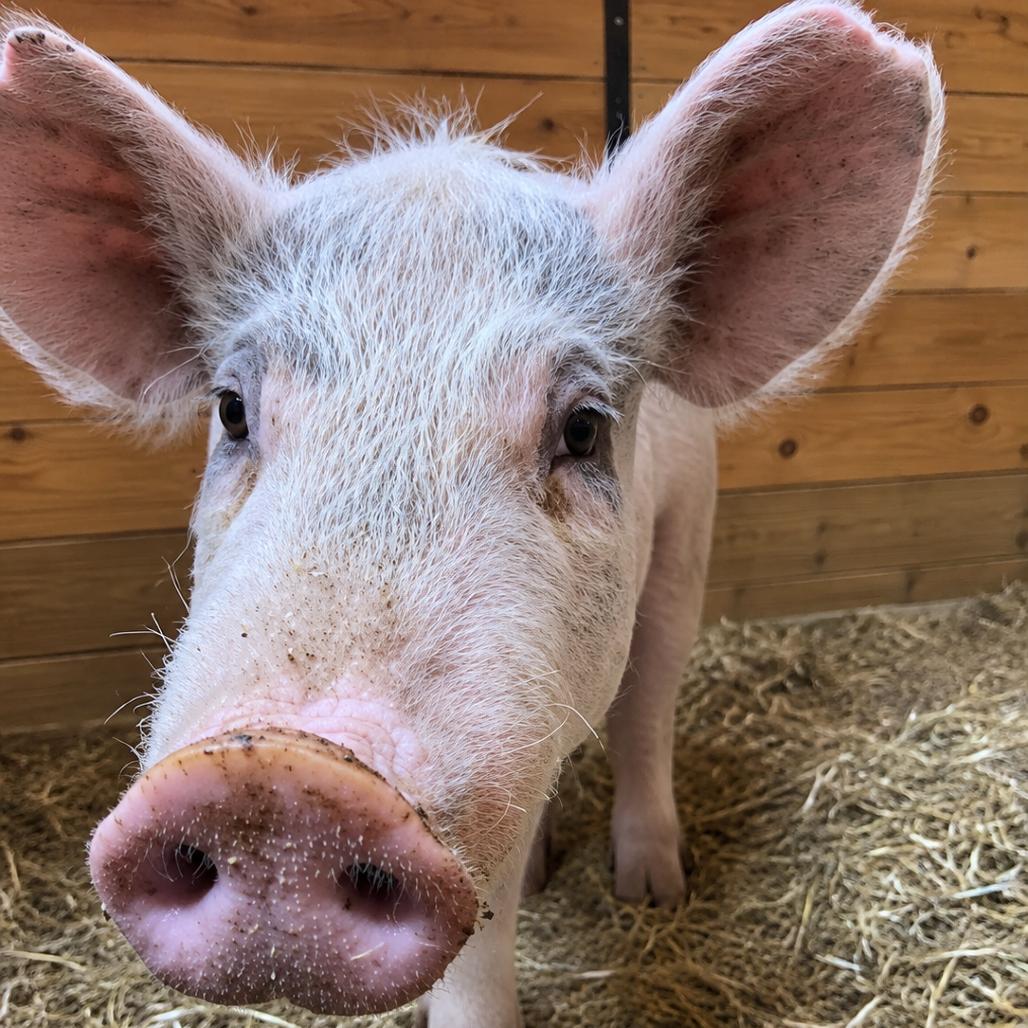 Enlarge Piggy Smalls, a Adoptable Pig in Stokesdale, NC image 1/2