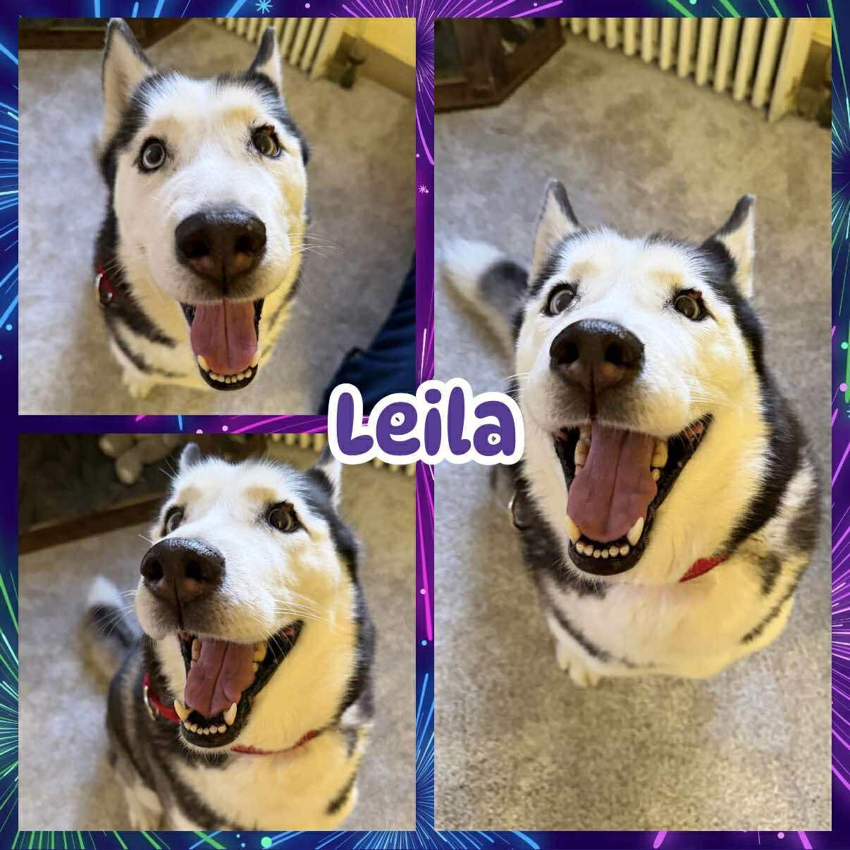 Enlarge Leila, a ADOPTABLE Husky in Ringwood, NJ image 1/1