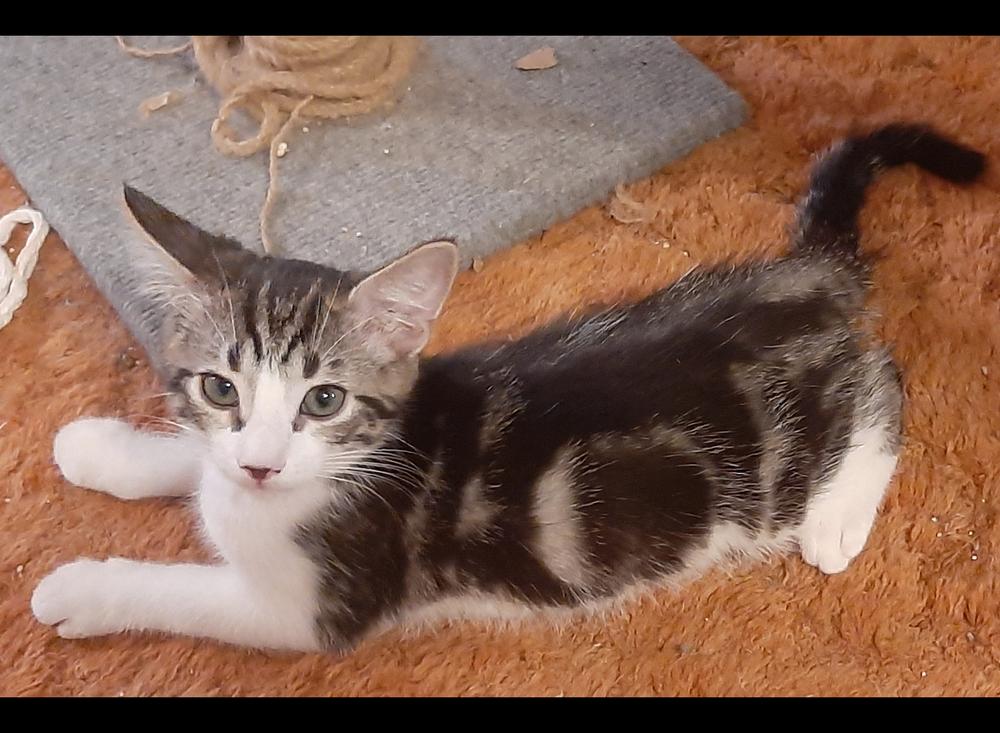 Enlarge Ed, a Adoptable Tabby in Redlands, CA image 1/1