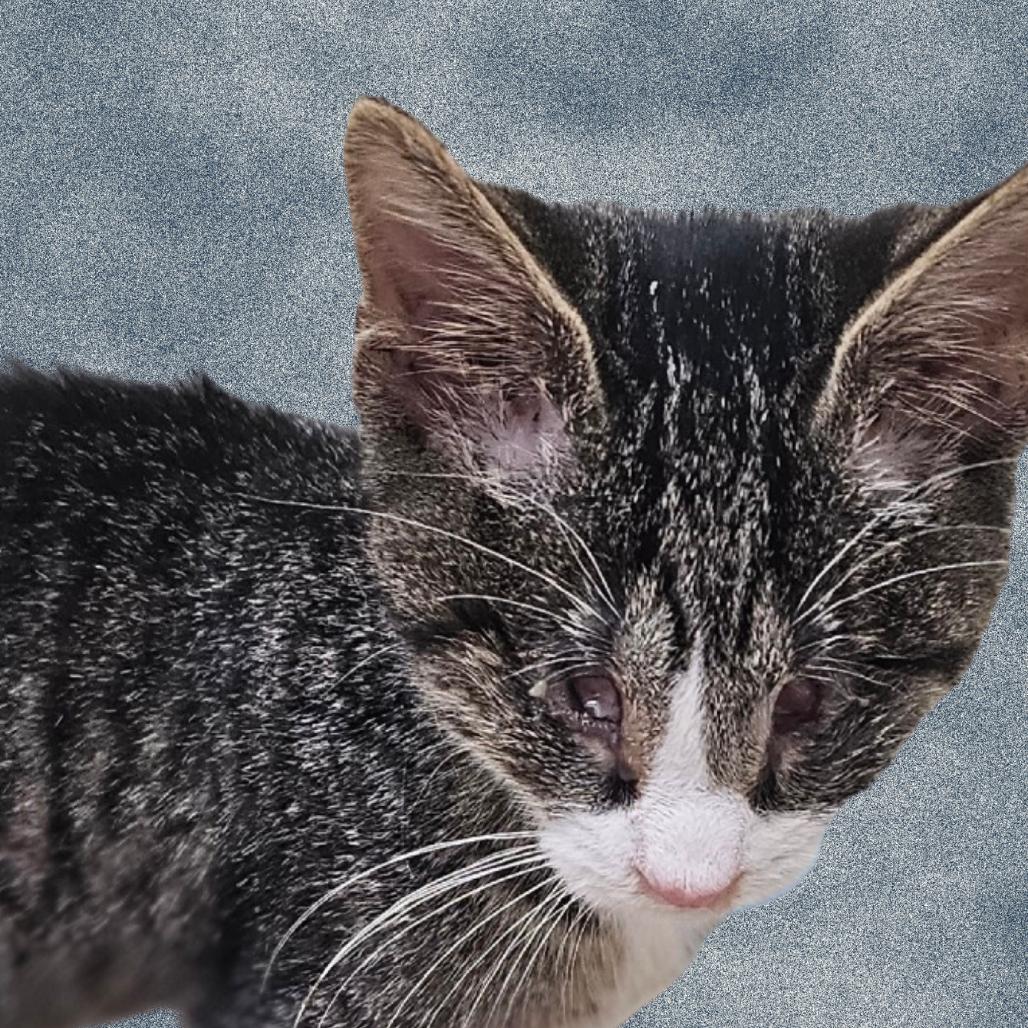 Scout, Adoptable, Kitten Male Domestic Short Hair.