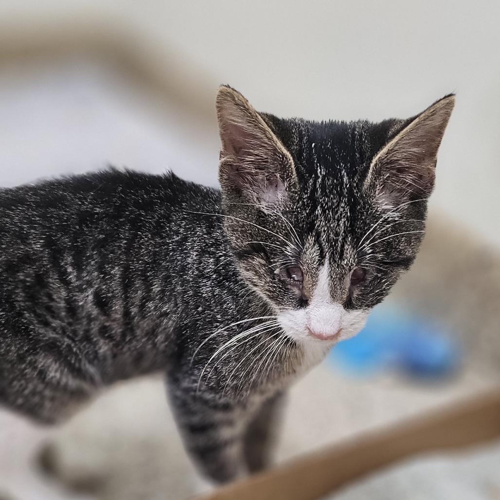 Scout, a Adoptable Domestic Short Hair in Donalsonville, GA image 2/2