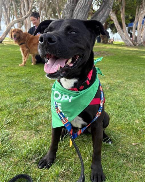 RYDER, Adoptable, Adult Male Pit Bull Terrier.
