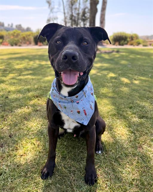Enlarge RYDER, a Adoptable Pit Bull Terrier in Chula Vista, CA image 1/1