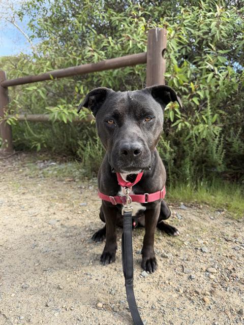 Enlarge RYDER, a Adoptable Pit Bull Terrier in Chula Vista, CA image 1/1