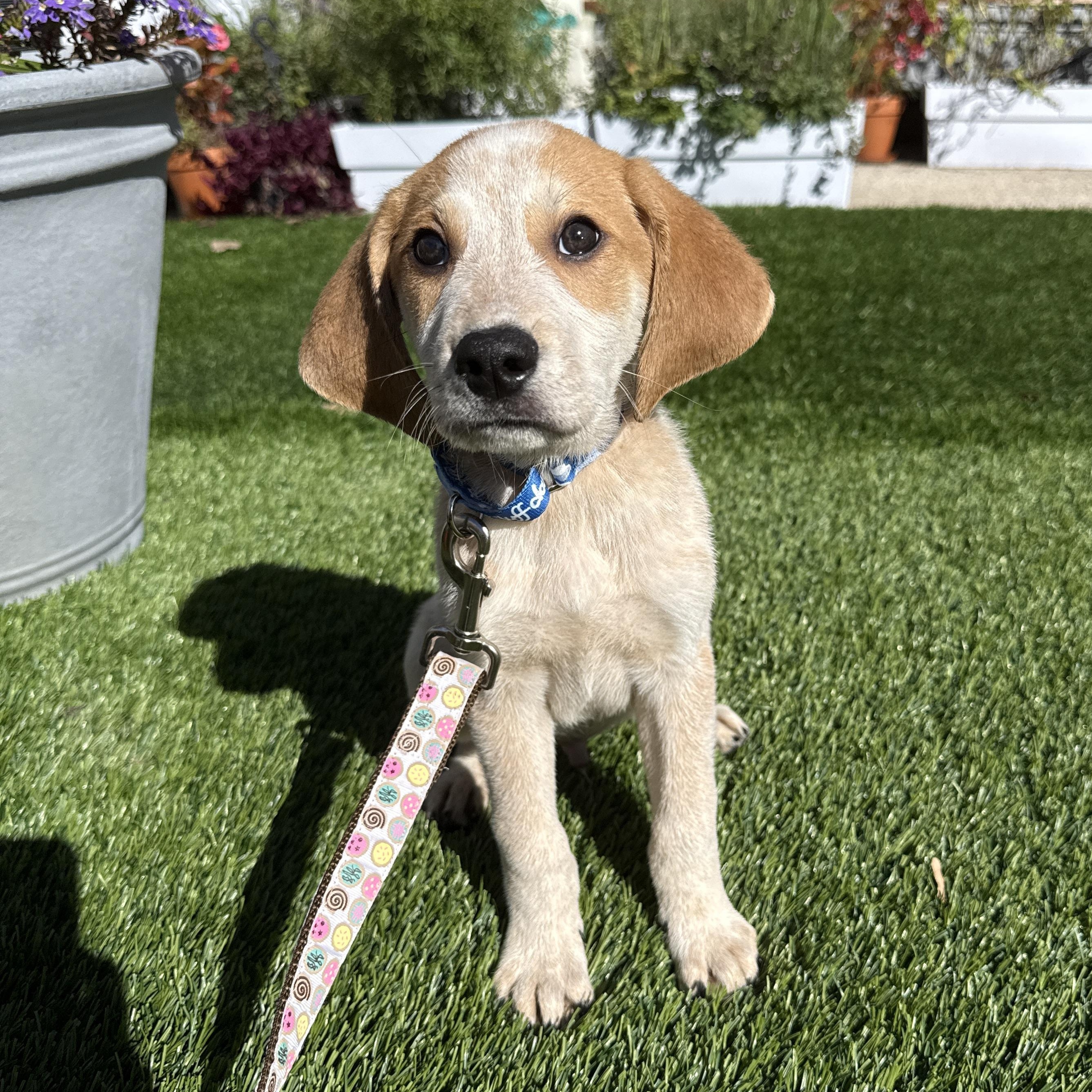 Enlarge Annie, a Adoptable mixed breed in Evanston, IL image 1/1