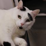 Lucky, Adult Male Domestic Short Hair