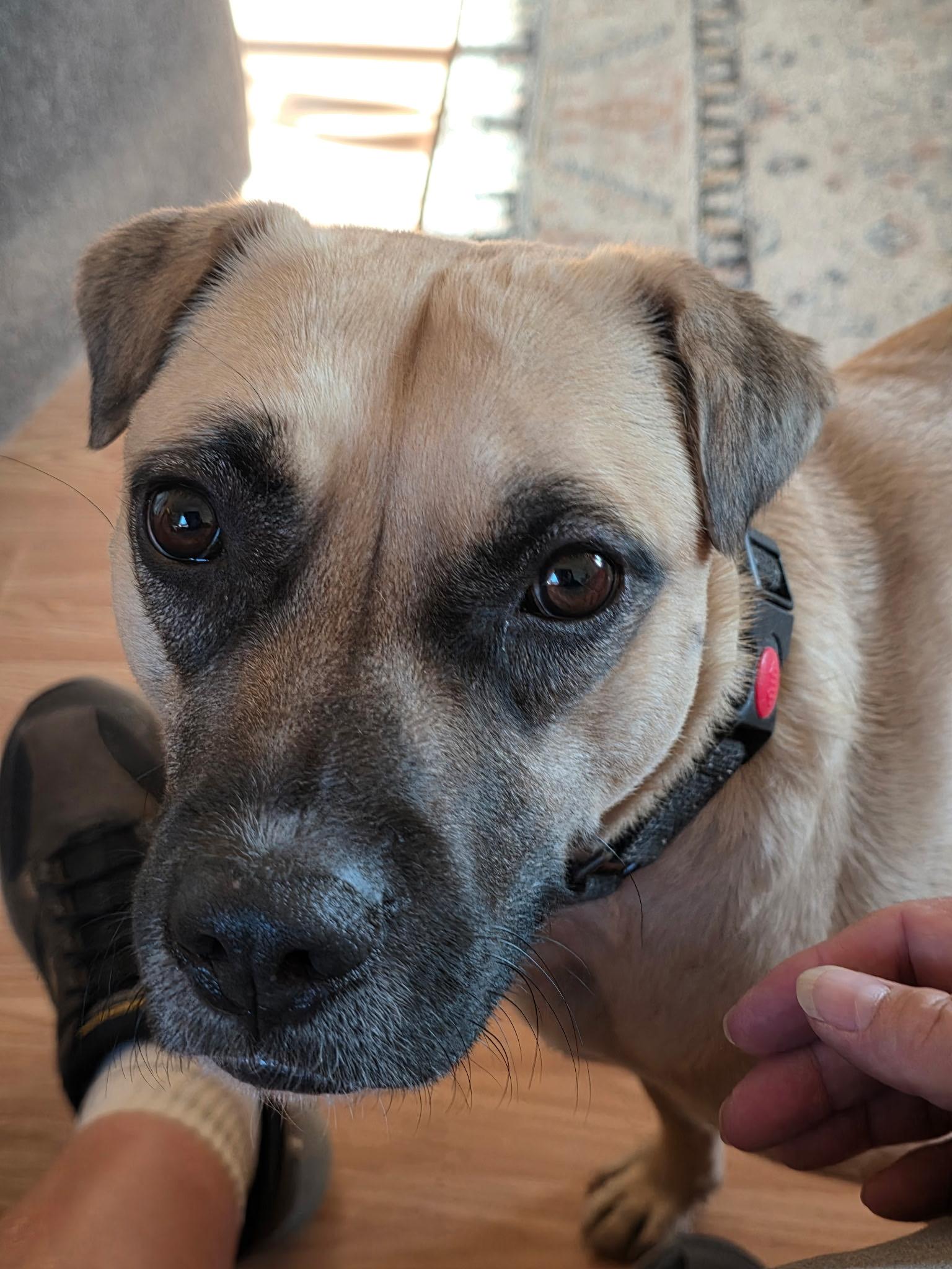 Jax, Adoptable, Young Male Mixed Breed.