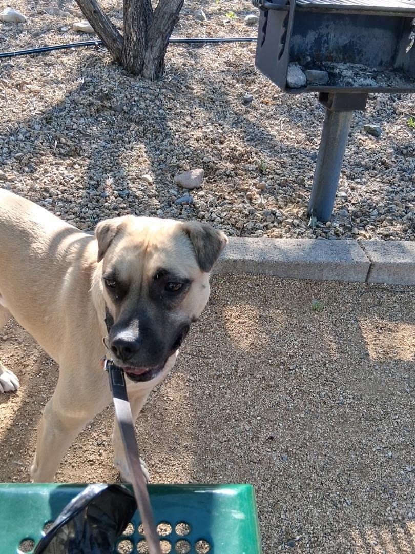 Jax, a Adoptable Mixed Breed in Clarkdale, AZ image 4/4