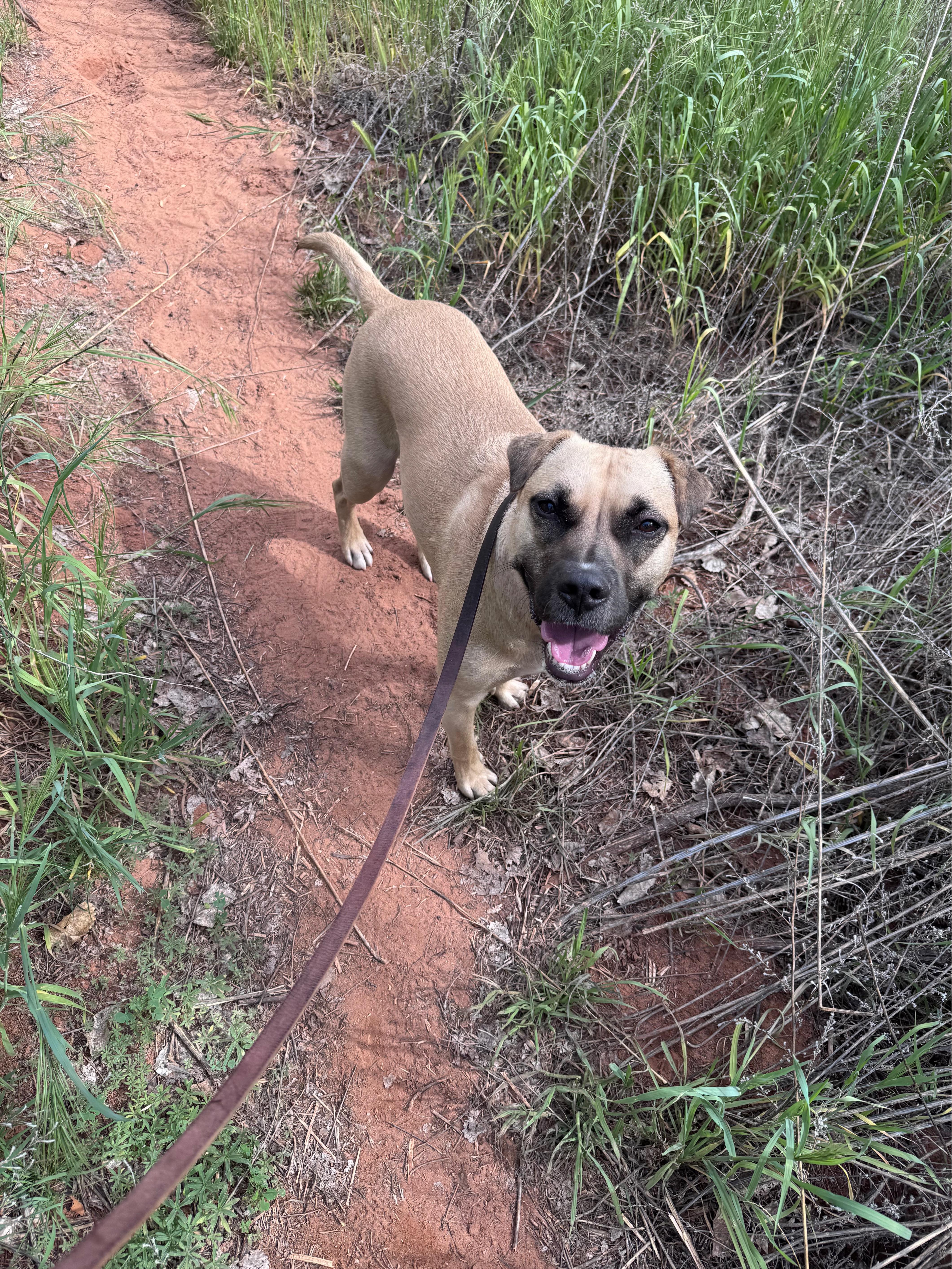 Jax, Adoptable, Young Male Mixed Breed.