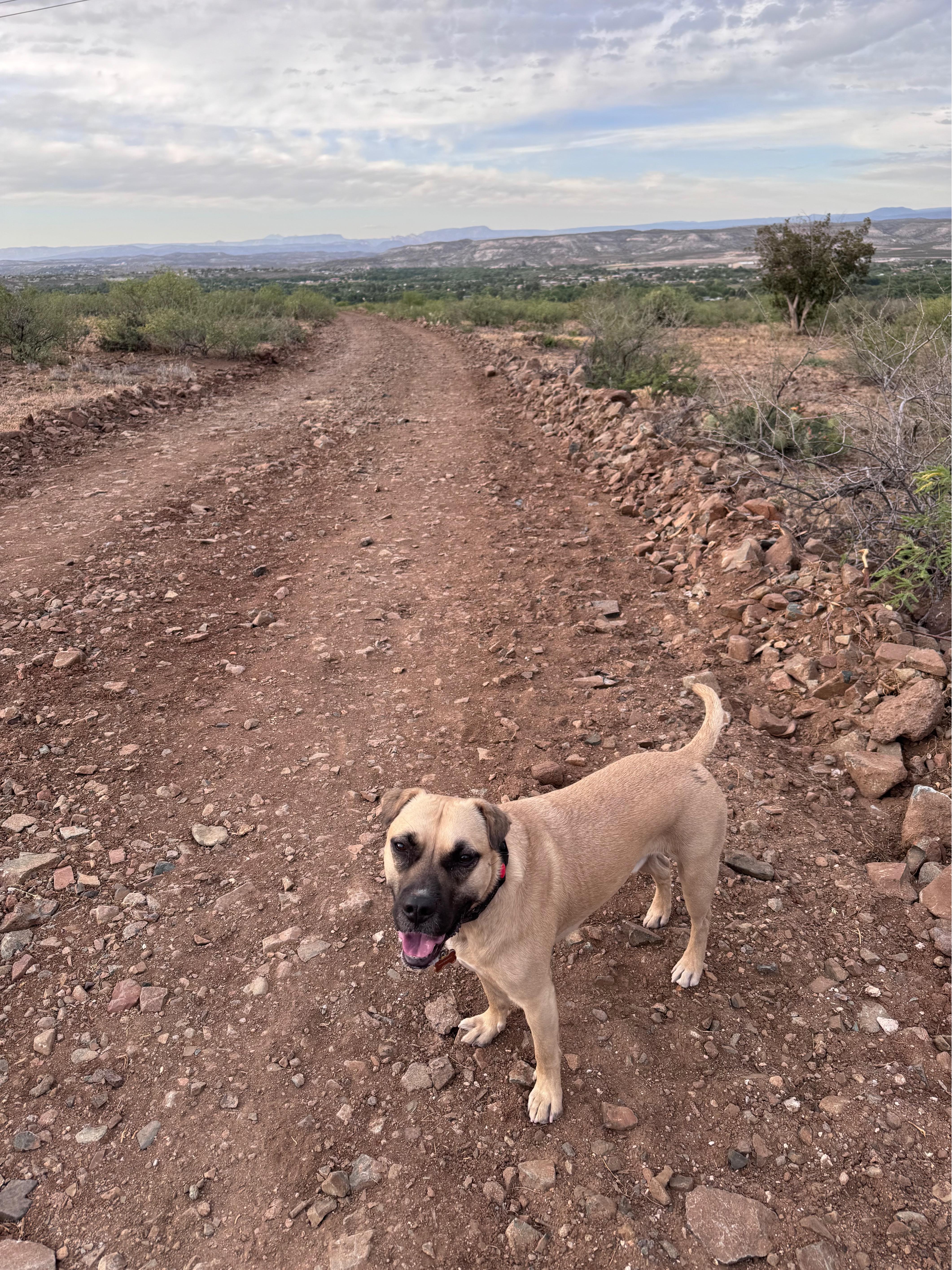 Jax, a Adoptable Mixed Breed in Clarkdale, AZ image 3/4