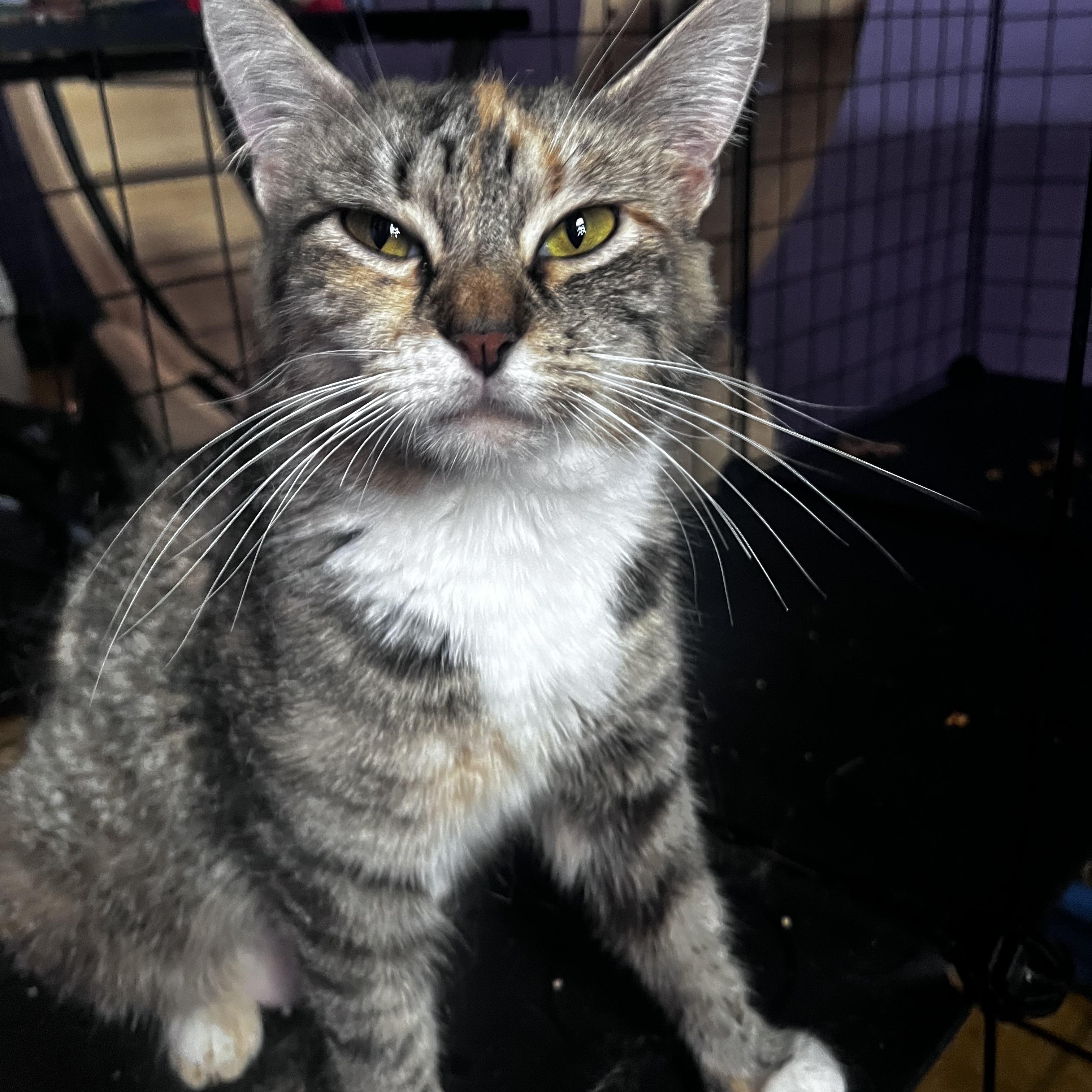 Cinnabon, a ADOPTABLE Torbie in Newark valley, NY image 3/4