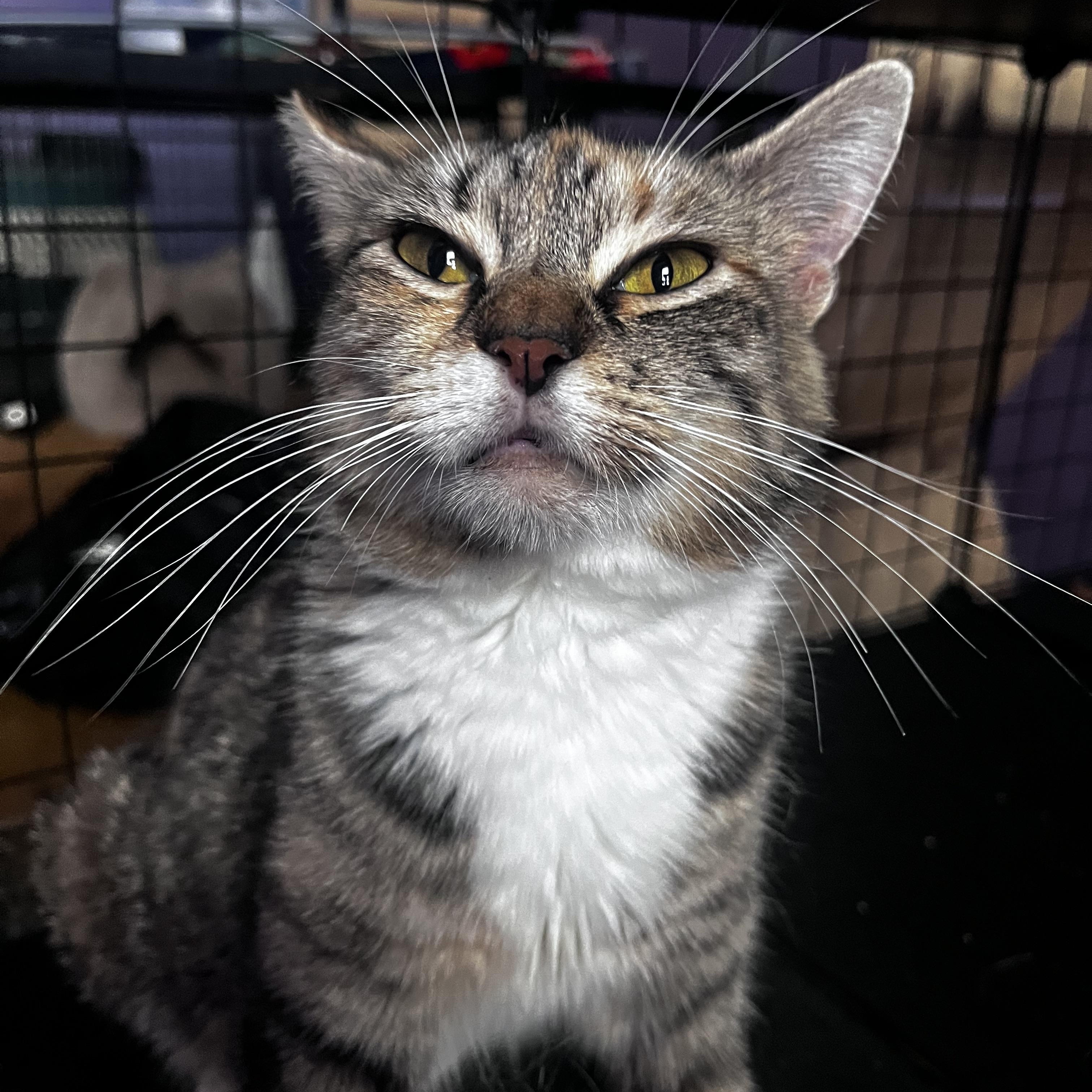 Cinnabon, a ADOPTABLE Torbie in Newark valley, NY image 2/4