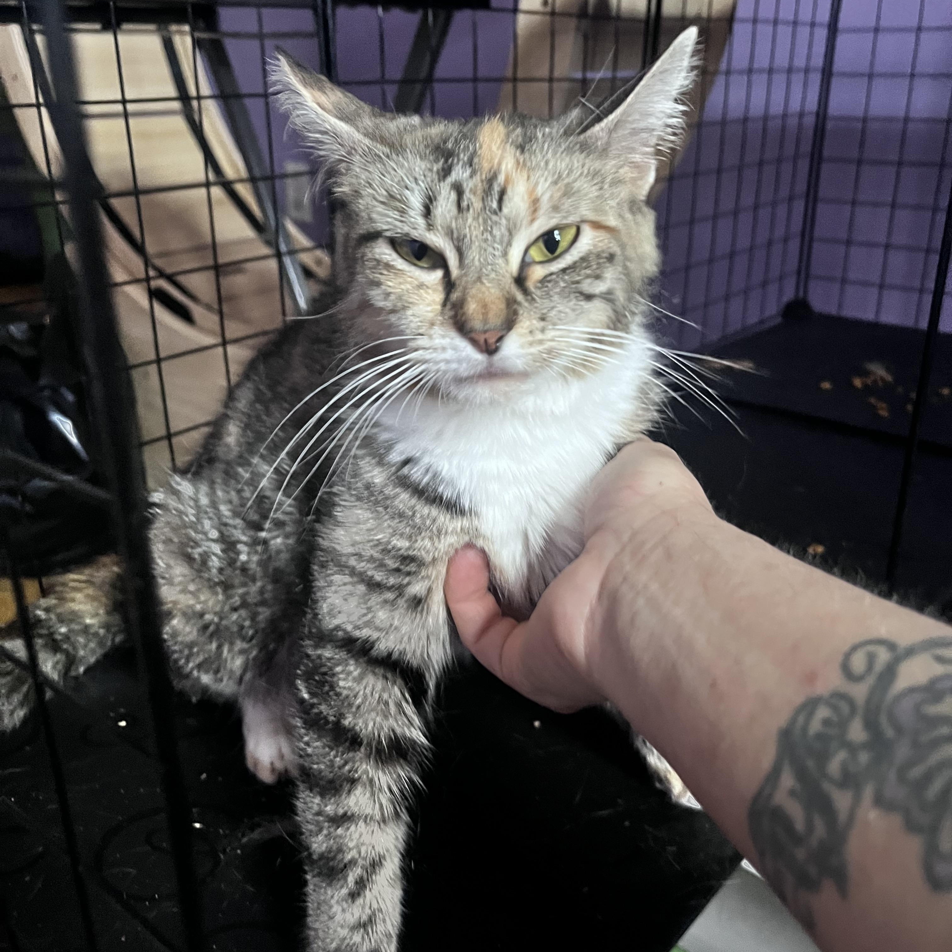 Cinnabon, ADOPTABLE, Young Female Torbie.
