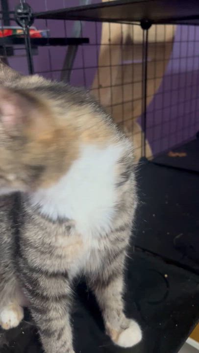 Enlarge Cinnabon, a ADOPTABLE Torbie in Newark valley, NY video 4/4