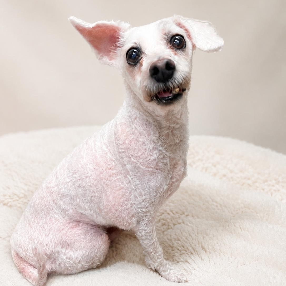 Buddy, adopted, Senior Male Poodle.