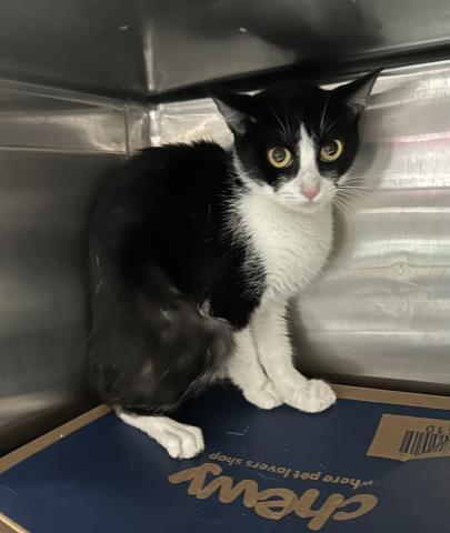 Enlarge MJ, a Adoptable Domestic Short Hair in Pensacola, FL image 1/1