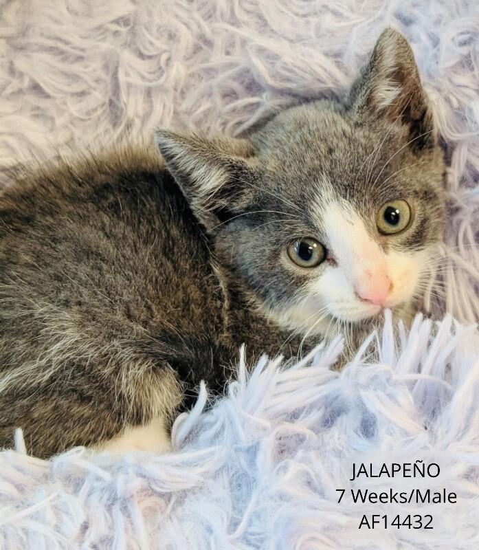 Enlarge Jalapeno, a Adoptable Domestic Short Hair in Supply, NC image 1/2