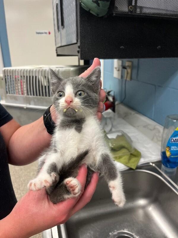 Enlarge Jalapeno, a Adoptable Domestic Short Hair in Supply, NC image 2/2