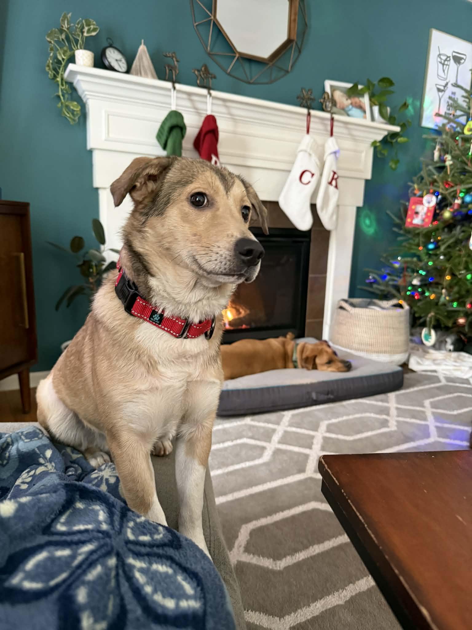 Enlarge Lurana aka lulu, a ADOPTABLE mixed breed in Albany, NY image 1/2