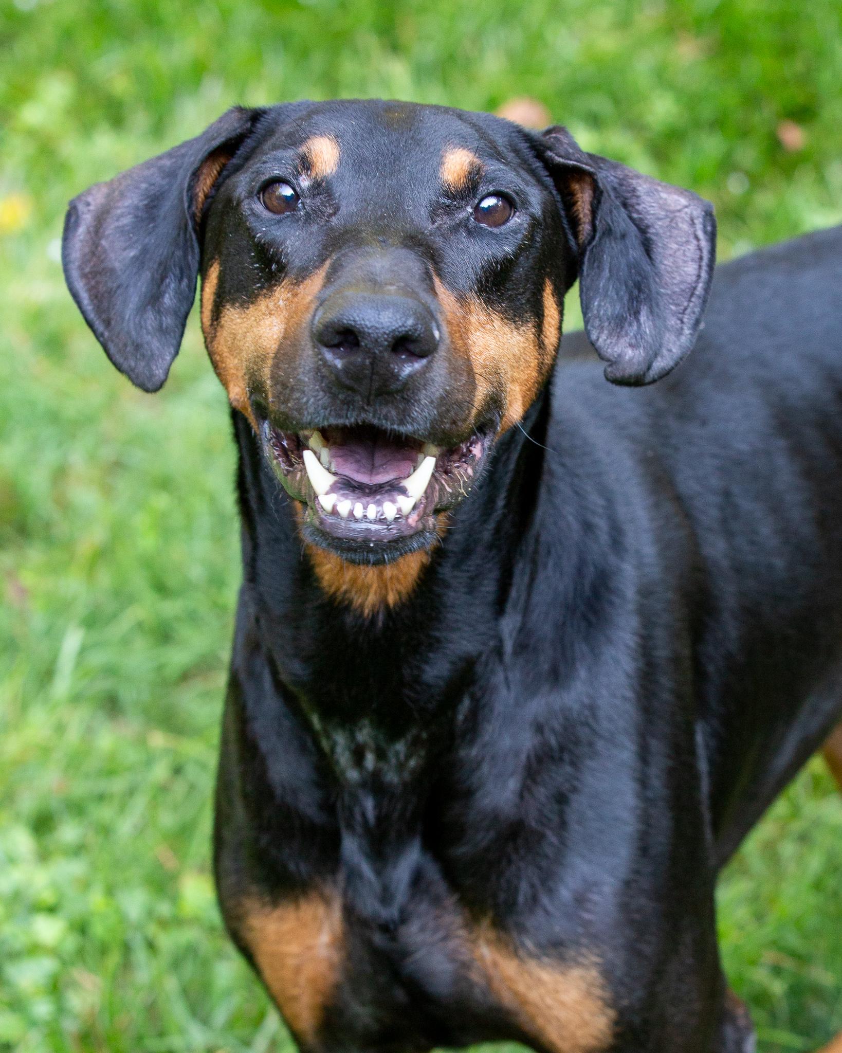 Omar, Adopted, Adult Male Doberman Pinscher.