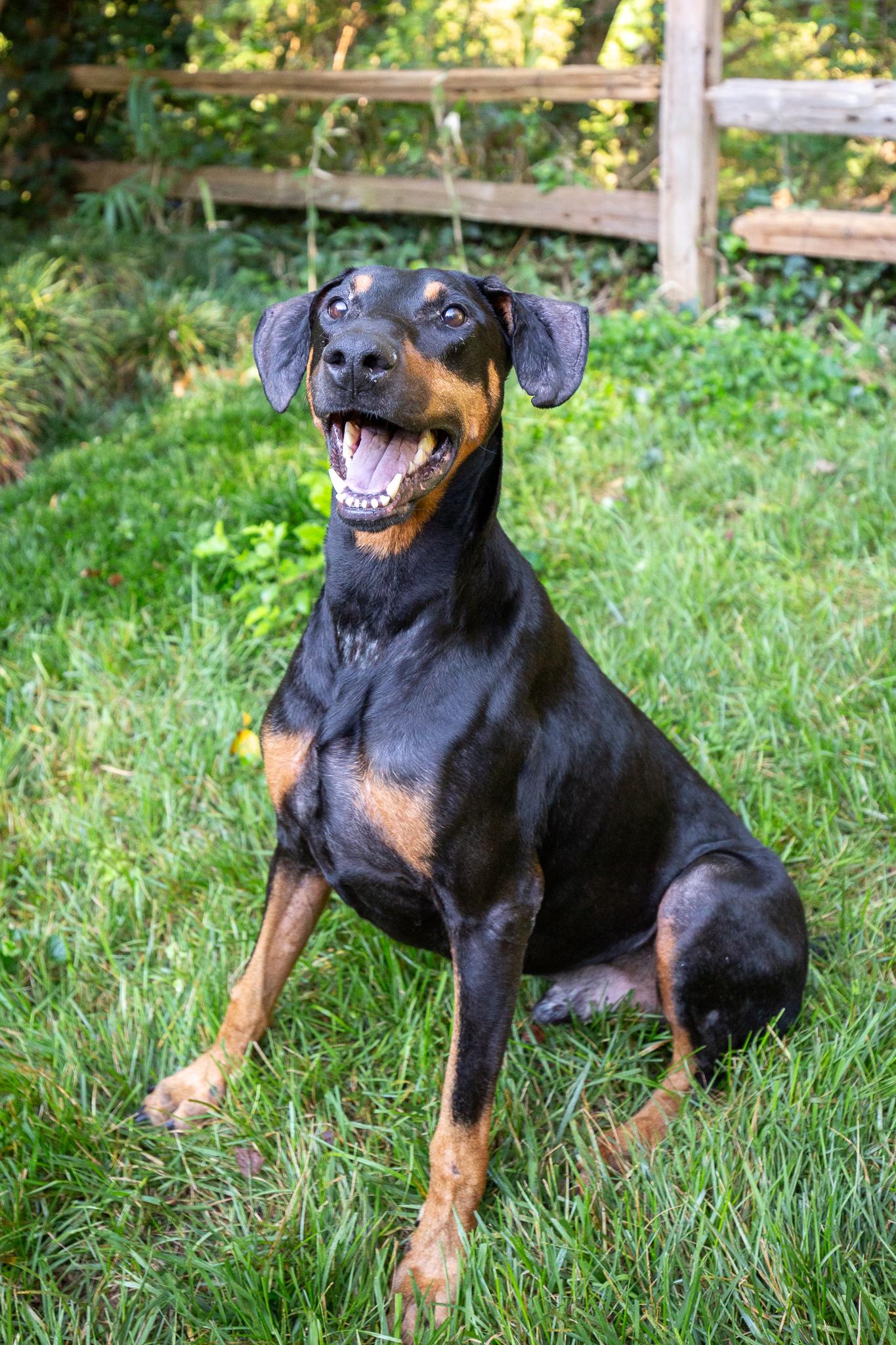 Omar, a Adopted Doberman Pinscher in Atlanta, GA image 2/6