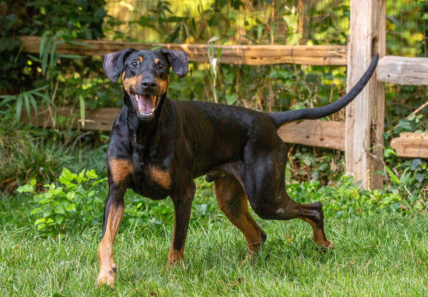 Omar, a Adopted Doberman Pinscher in Atlanta, GA image 3/6