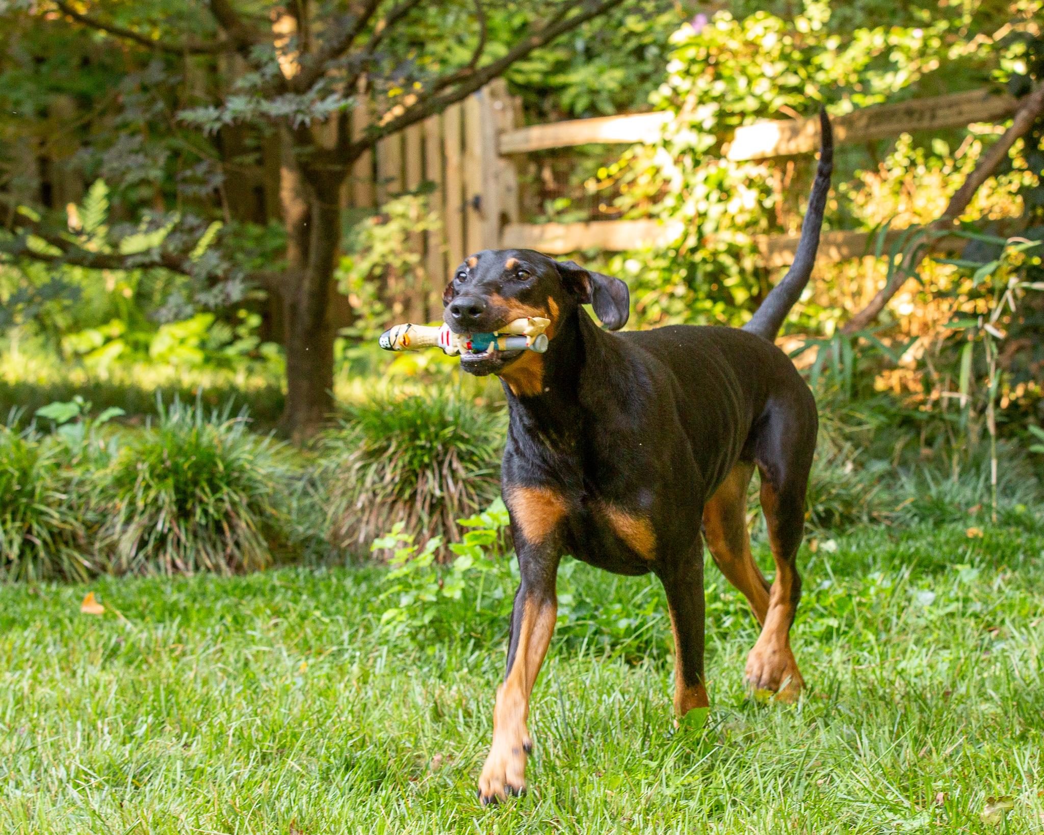 Omar, a Adopted Doberman Pinscher in Atlanta, GA image 4/6