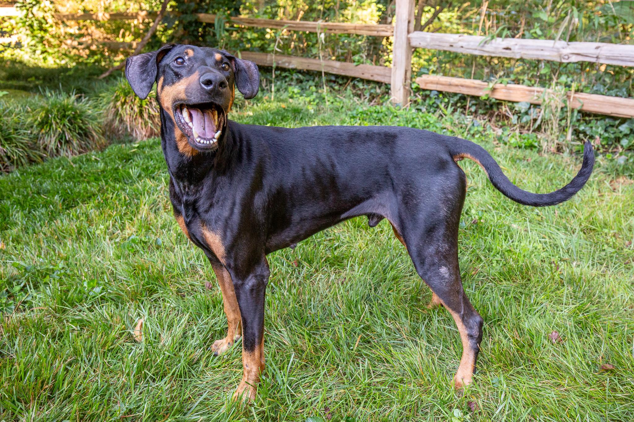 Omar, a Adopted Doberman Pinscher in Atlanta, GA image 5/6