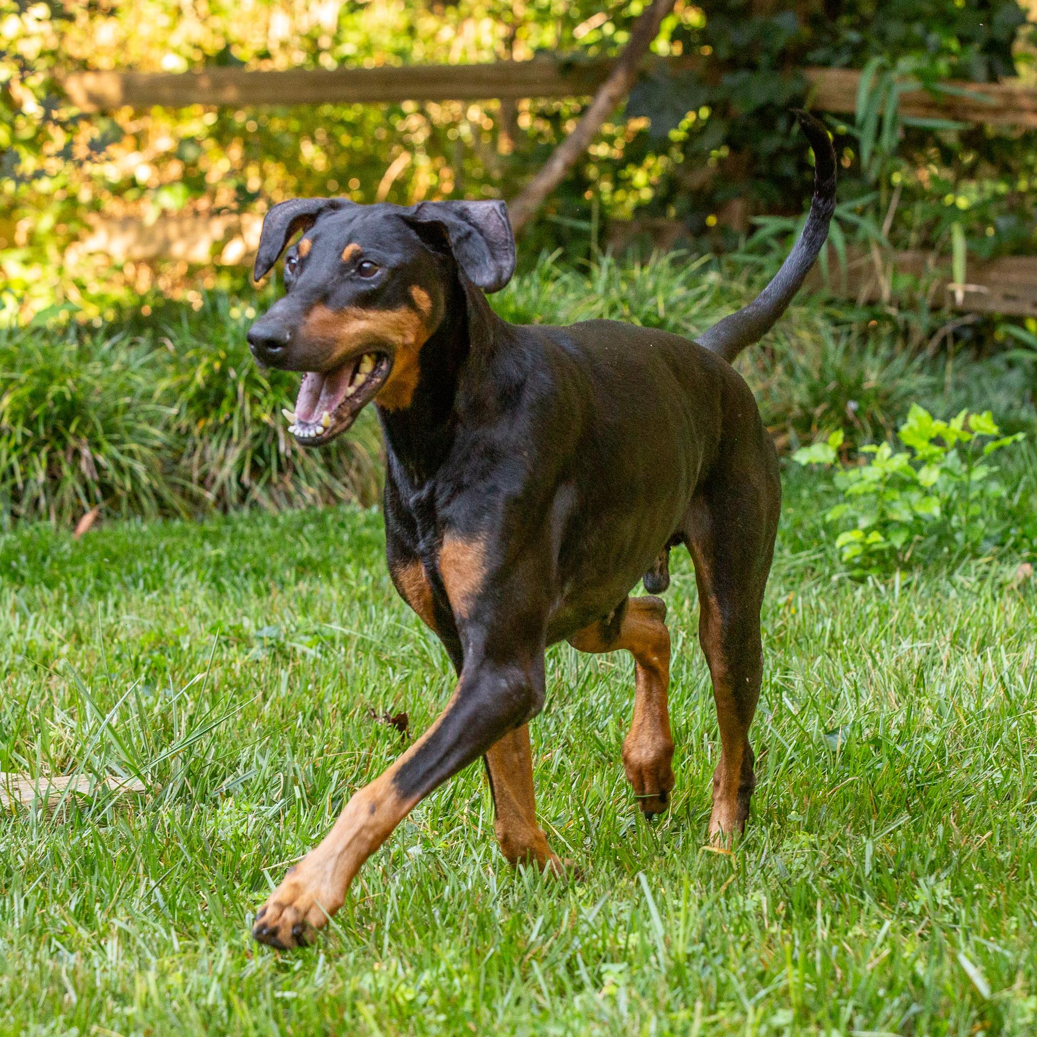 Omar, a Adopted Doberman Pinscher in Atlanta, GA image 6/6