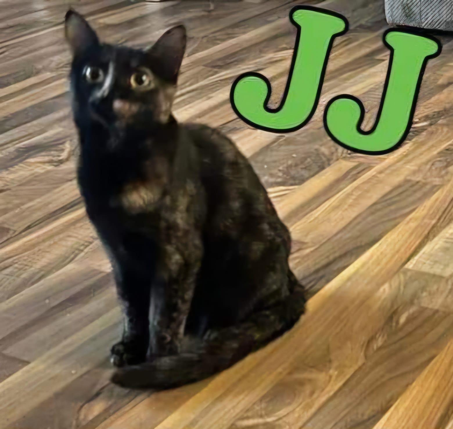JJ, Adoptable, Adult Female Domestic Medium Hair.