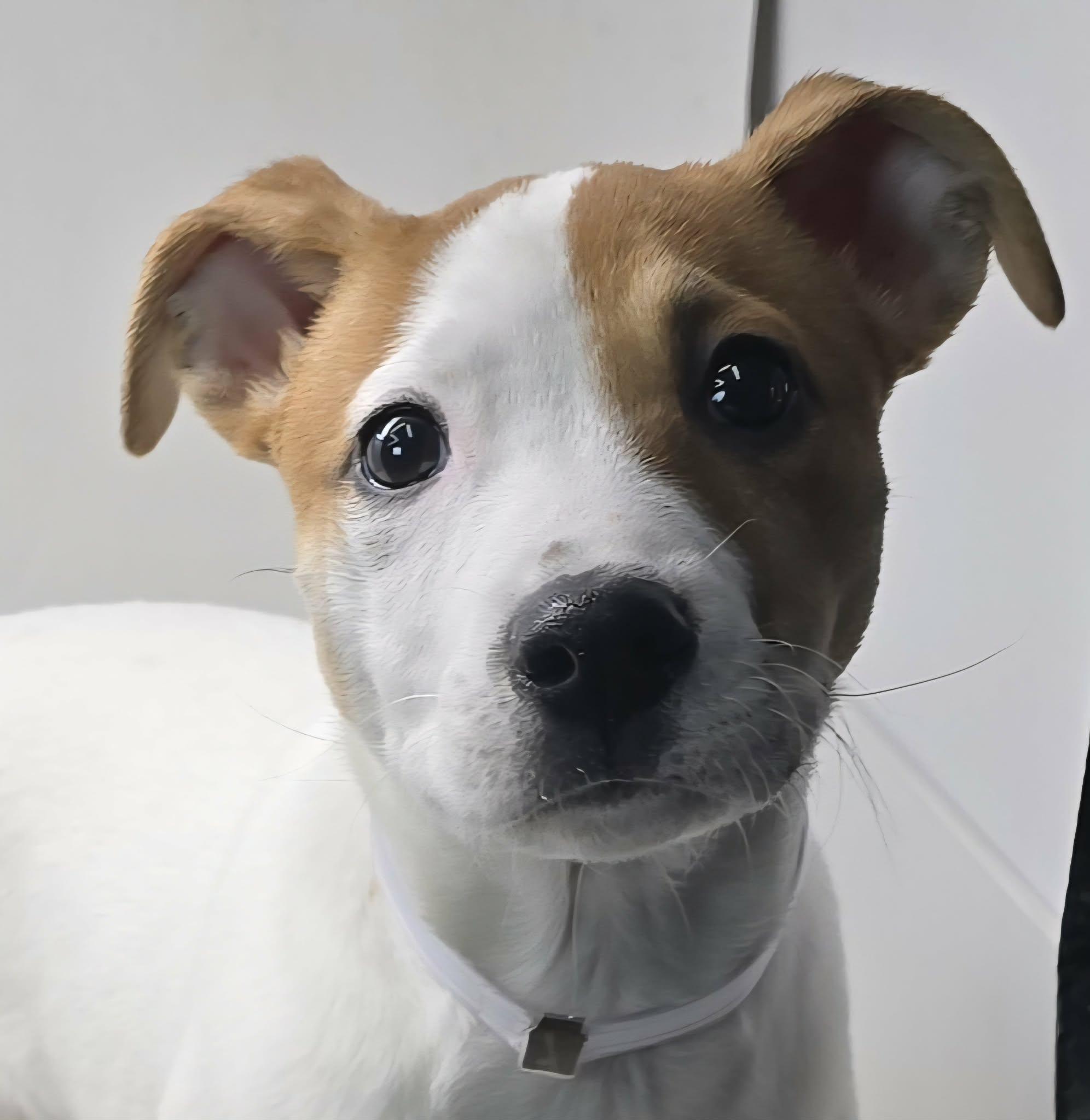 Dacy, ADOPTABLE, Young Female Boxer & Beagle.