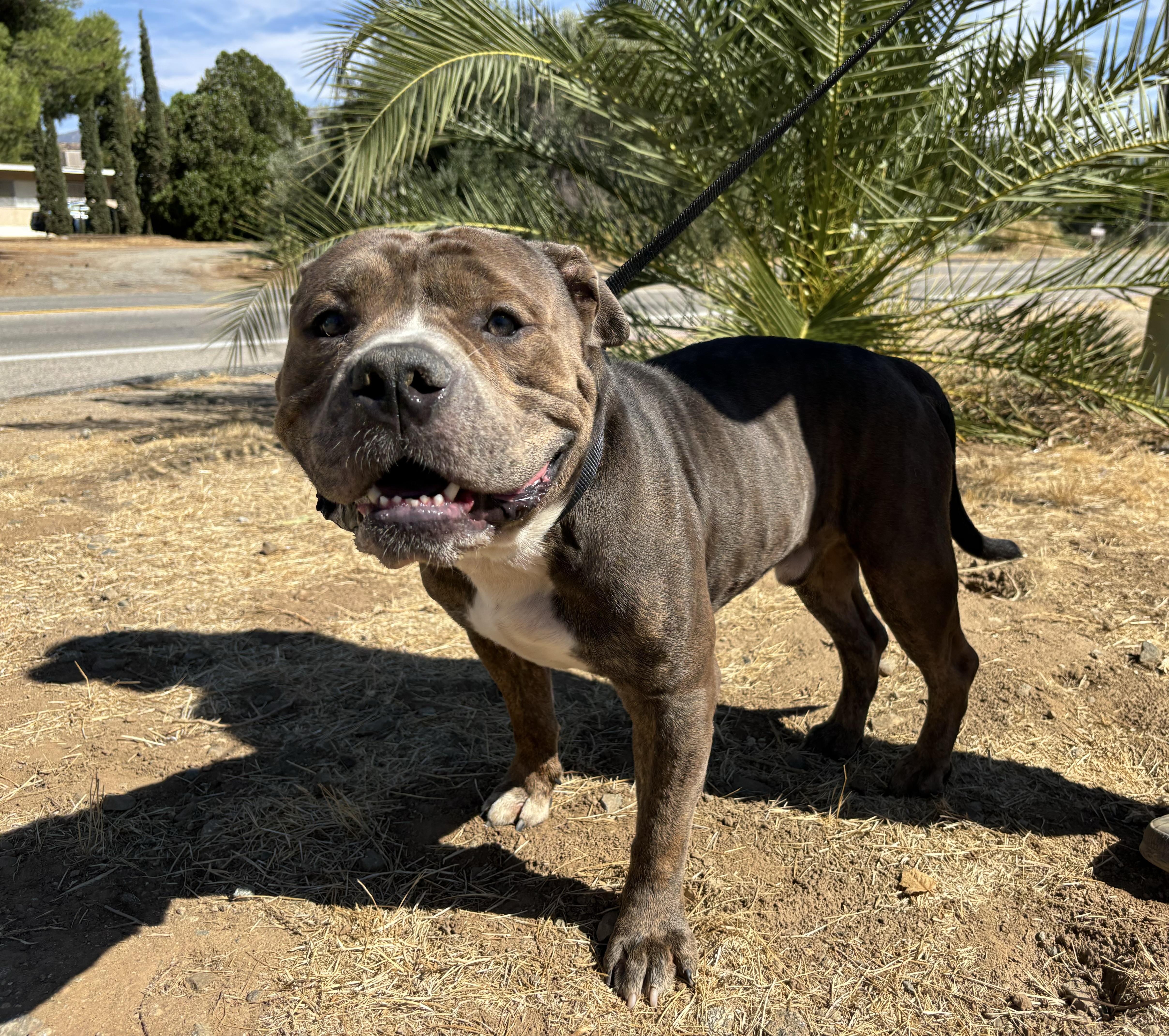 BUBBA