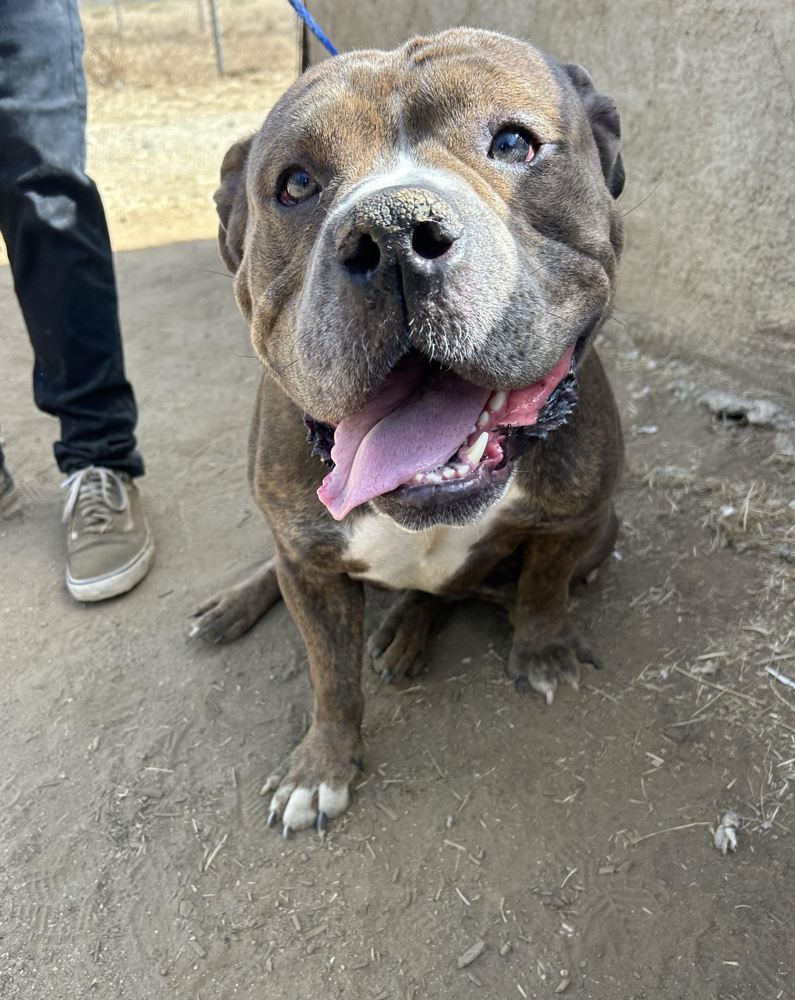 BUBBA