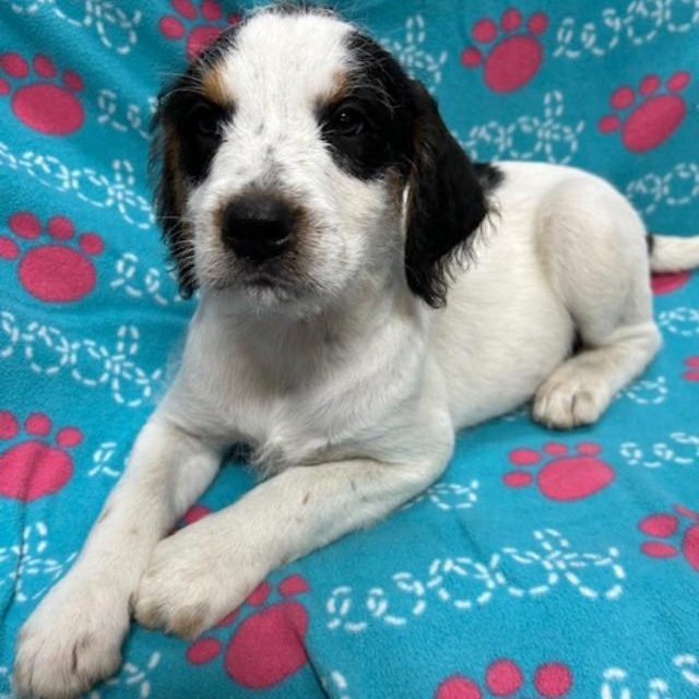 Ledger, a ADOPTABLE mixed breed in Bartonsville, PA image 4/4