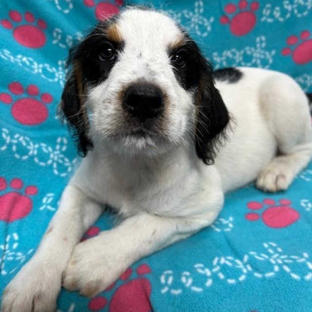 Ledger, a ADOPTABLE mixed breed in Bartonsville, PA image 2/4