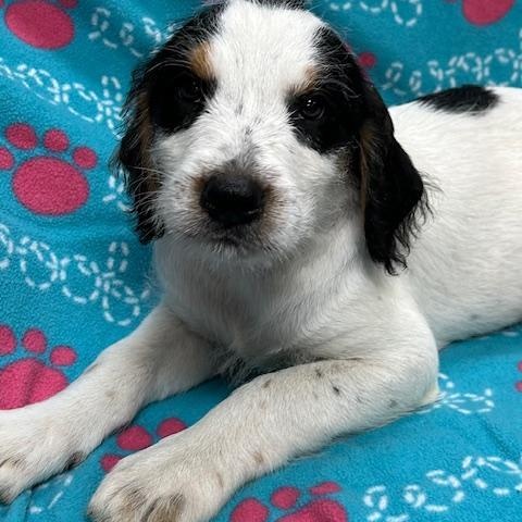 Ledger, a ADOPTABLE mixed breed in Bartonsville, PA image 1/4