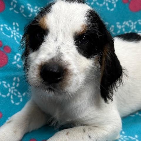 Ledger, a ADOPTABLE mixed breed in Bartonsville, PA image 3/4