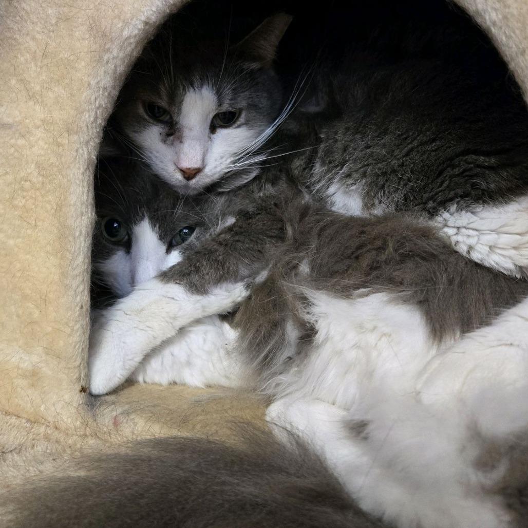 Kenny, Adoptable, Adult Male Domestic Short Hair.