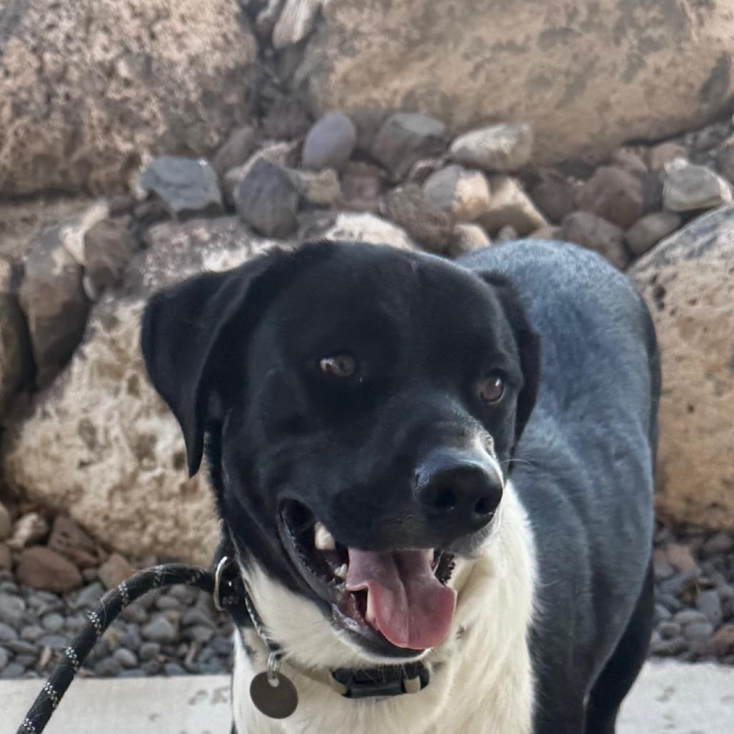 Enlarge Grizz, a Adoptable Mixed Breed in Cedaredge, CO image 2/6