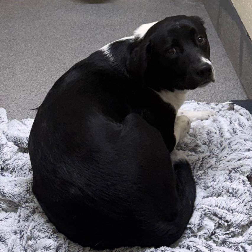 Enlarge Grizz, a Adoptable Mixed Breed in Cedaredge, CO image 4/6