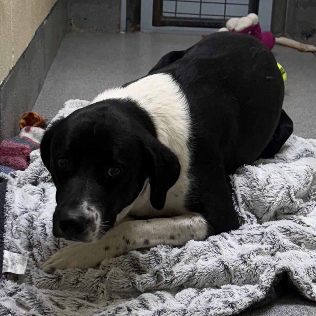 Enlarge Grizz, a Adoptable Mixed Breed in Cedaredge, CO image 5/6