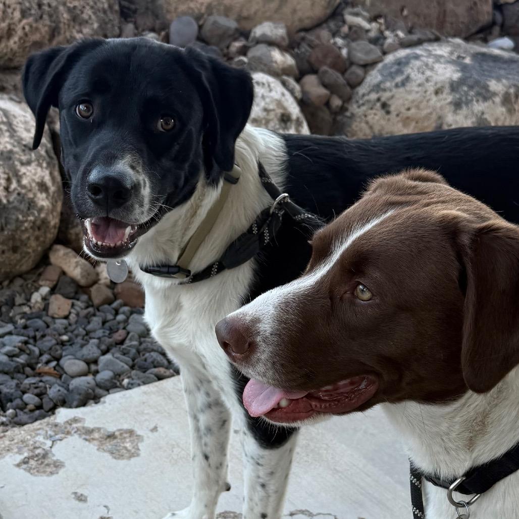 Enlarge Grizz, a Adoptable Mixed Breed in Cedaredge, CO image 6/6