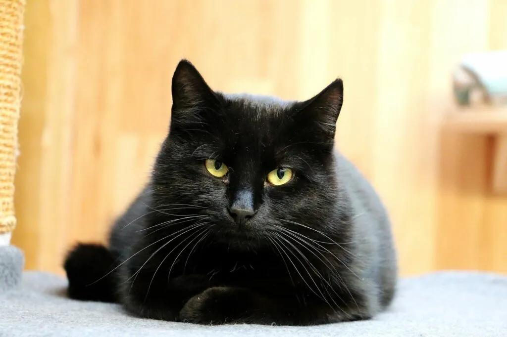 Solo (m) 2yrs old Black DMH, Adoptable, Adult Male Domestic Medium Hair.