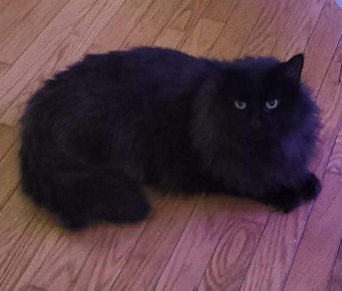 Enlarge Solo (m) 2yrs old Black Norwegian , a Adoptable Norwegian Forest Cat in Ottawa, ON image 1/5