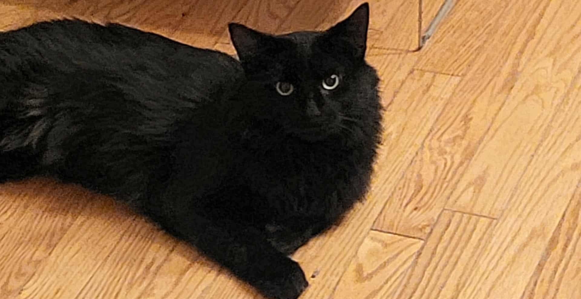 Enlarge Solo (m) 2yrs old Black DMH, a Adoptable Domestic Medium Hair in Ottawa, ON image 2/6