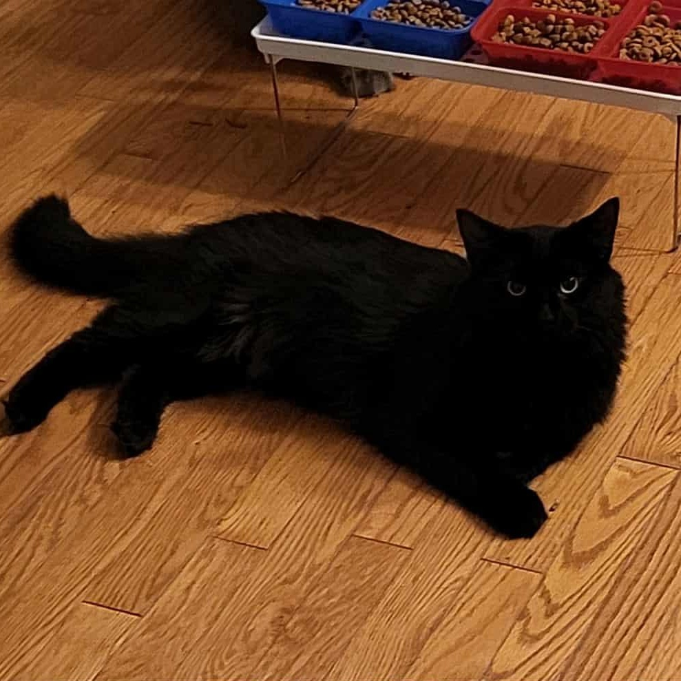 Enlarge Solo (m) 2yrs old Black Norwegian , a Adoptable Norwegian Forest Cat in Ottawa, ON image 3/5